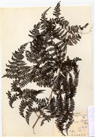 藏品(稀子蕨)的圖片